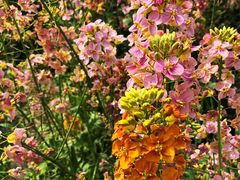 -中国天府农业博览园