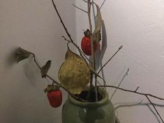 -朴物良社(东明锦园店)