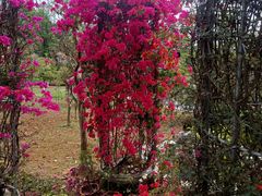-东莞植物园