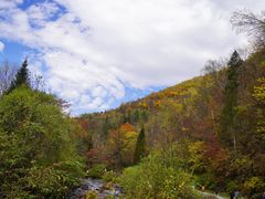 -望天鹅景区