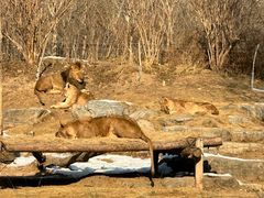 -北京野生动物园
