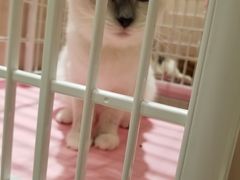 -藏猫猫咖啡主题馆(中央大道店)