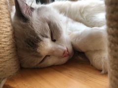 -猫在这儿猫咪咖啡馆·撸猫馆