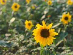 -武汉紫薇都市田园