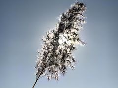 -野鸭湖国家湿地公园