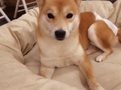 -豆柴町-柴犬主题狗咖(红鼎国际C座店)