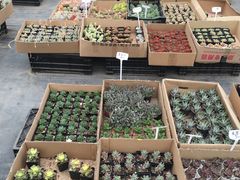 -龙大花卉苗木市场