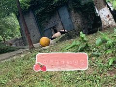-都江堰中华大熊猫苑