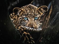 -罗红摄影艺术馆