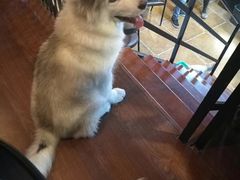 -李小姐の猫咖啡馆(五角场店)