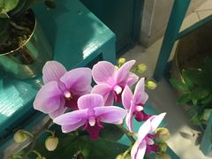 -BOBLOOM花店(宝龙旭辉广场店)