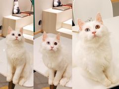 -飞行喵MR PILOT|猫舍·猫咖(静安大融城店)