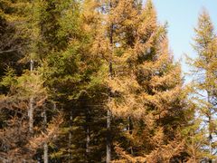 -苏木山森林公园