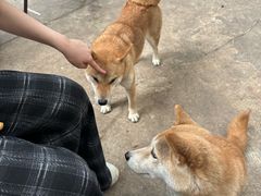 -柴犬高等学院·狗咖·柴犬售卖·宠物训练