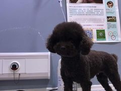 -严国平动物医院(德政总院)