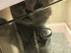 -屋虎猫馆(宝安大仟里店)