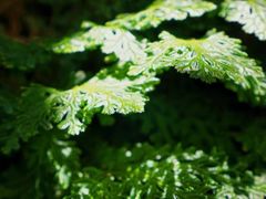 -深圳仙湖植物园