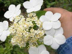 -新江湾城公园