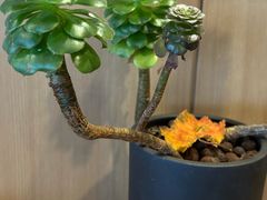 -黄山玉屏楼宾馆餐厅