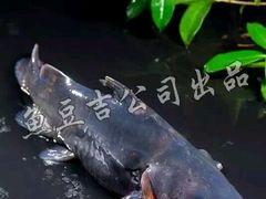 -鱼豆吉·豆浆鱼火锅(宜昌万达店)