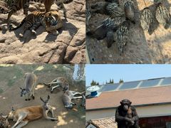 -西霞口神雕山野生动物世界