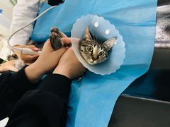 -达爱动物医院·犬猫分区·CT·复杂眼科(远洋山水分院)