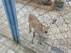 -长白岛森林公园