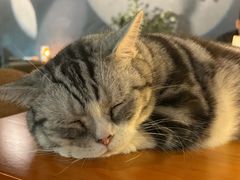 -咖法森林·咖啡  酒吧(天河店)