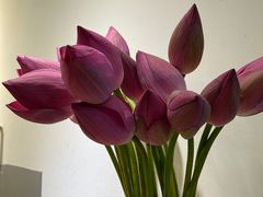 -双季花艺园艺市场(浦东店)