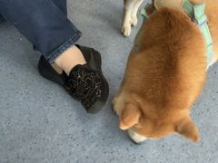 -顺强宠物诊所·狂犬免疫·夜诊·骨科(嘉定店)