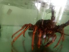 -蓝珊甄选海鲜自助·火锅大排档(近阿那亚店)