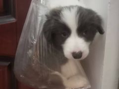 -趣玩宠物乐园寄养训犬训狗游泳池