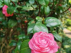 -中国科学院华南植物园