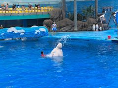 -海合安成都极地海洋公园