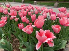 -石家庄市植物园