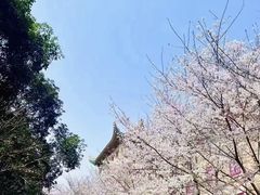 -武汉大学-樱园