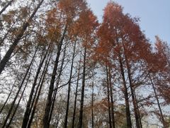 -九里河湿地公园