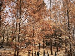 -白水寺森林公园