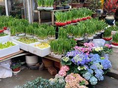 -平吉花卉市场