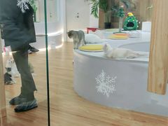 -COLOR PETS 撸猫馆·购猫·猫咖(长风大悦城店)