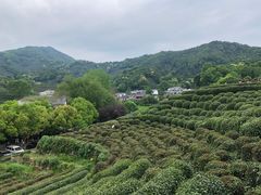 -龙井村
