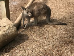 -费瑟代尔野生动物园