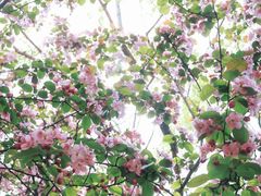 -长白岛森林公园