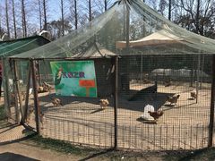 -前小桔亲子创意农场·草莓采摘·露营烧烤