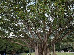 -深圳仙湖植物园