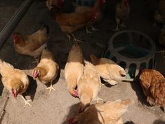 -紫鹊界梯田景区