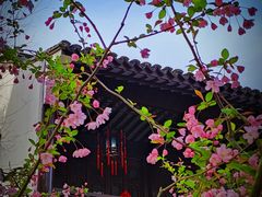 -上海醉白池公园