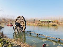 -合肥滨湖国家森林公园