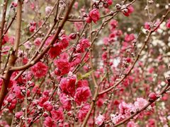 -桃花涧