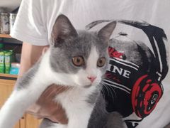-美联众合宠物医院·爱萌分院·内外科·猫科中心